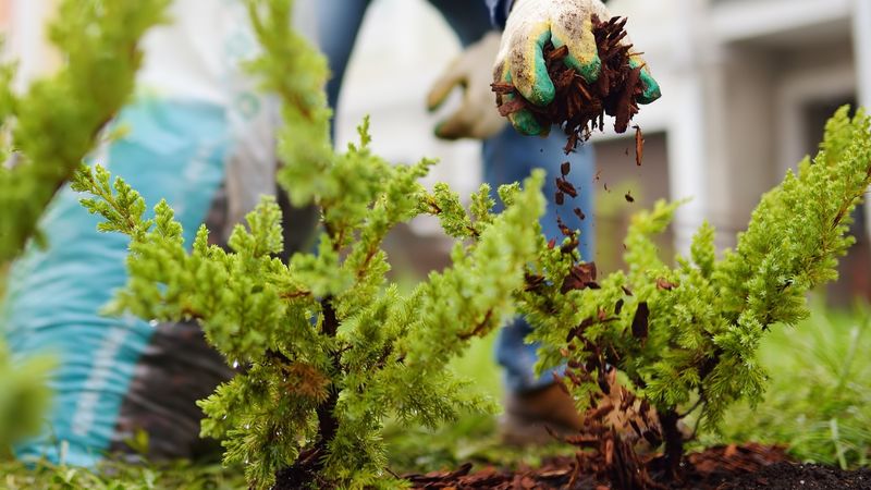 Shallow-rooted and crown-forming plants need balanced root-zone care Shallow-rooted and crown-forming plants need balanced root-zone care