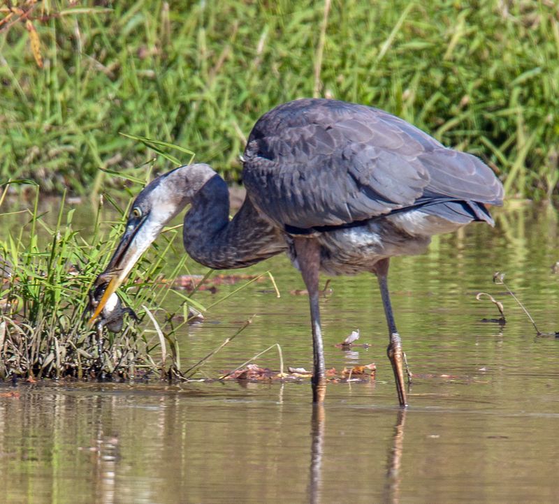Shallow water with a gentle edge