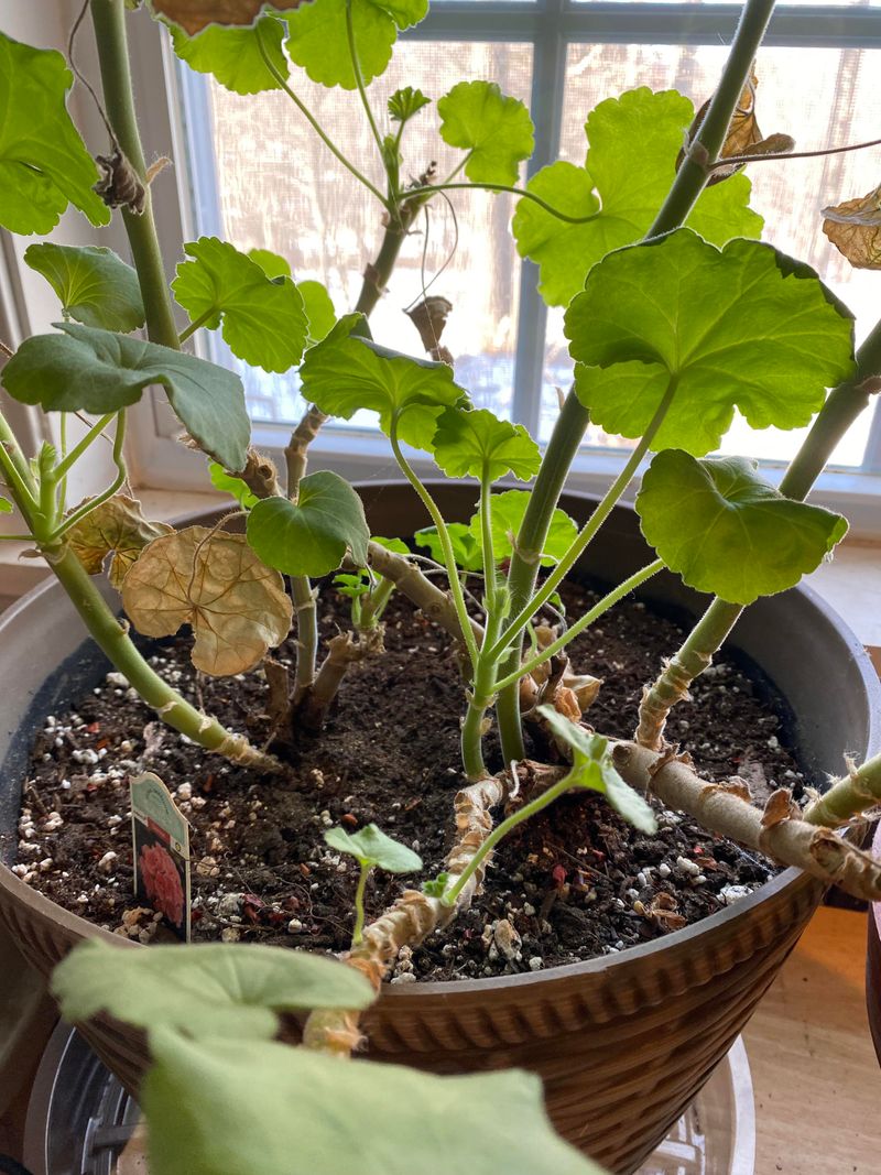 Shape every side of the pot with a targeted pruning session Shape every side of the pot with a targeted pruning session