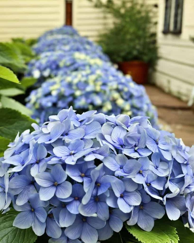 Shape the Shrub After Flowering