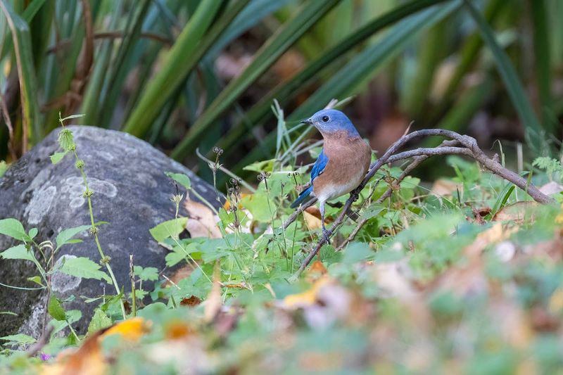 Shape the yard for bluebirds that hunt from the ground