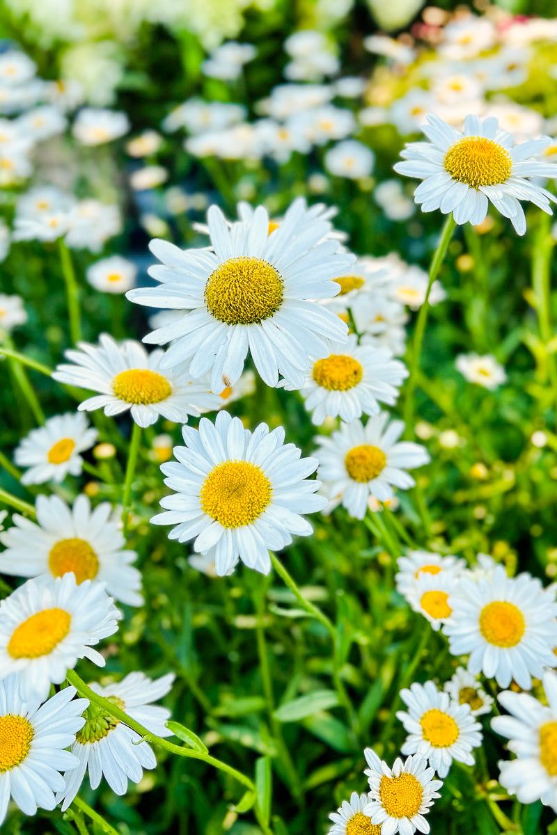 Shasta Daisy