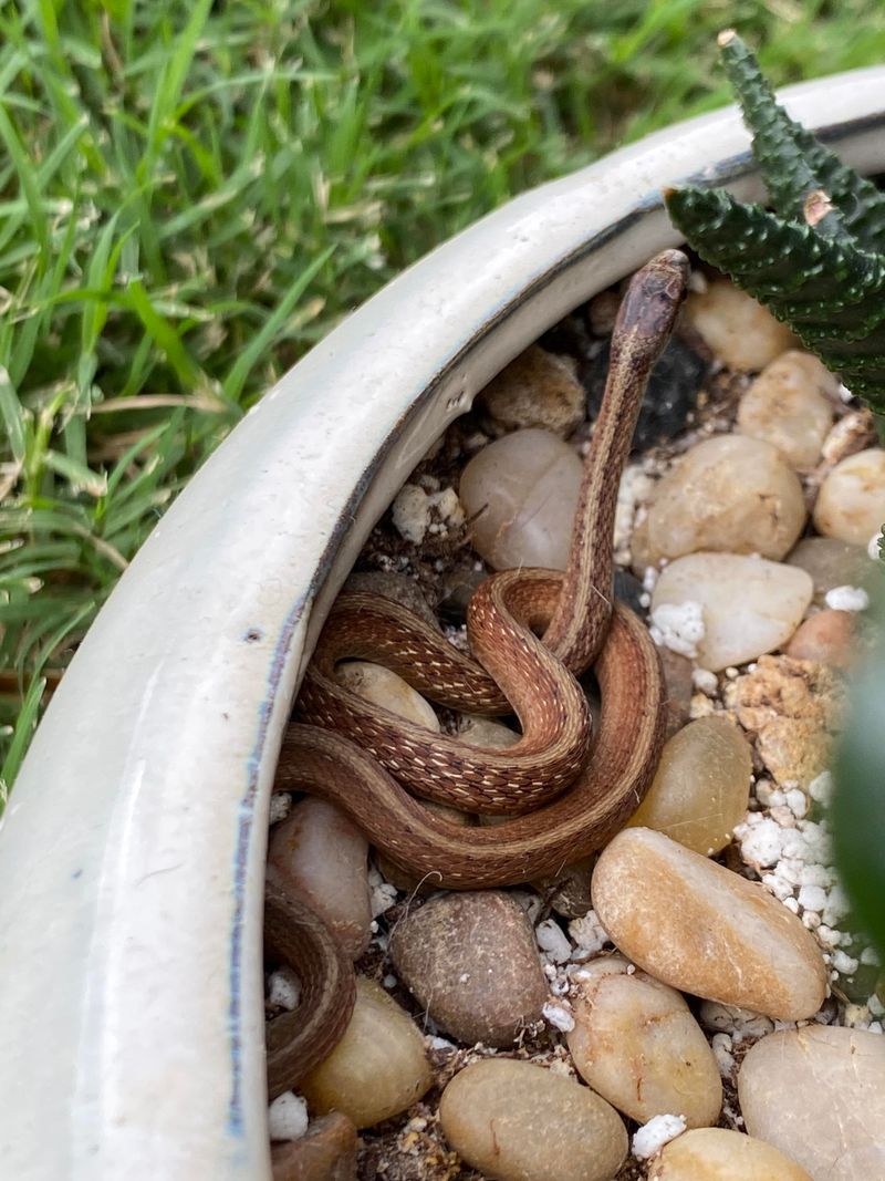 Shed Skin Tucked Under Pots or Edging
