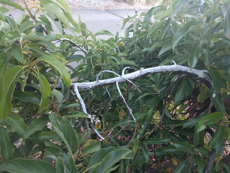Shield exposed bark and postpone major pruning