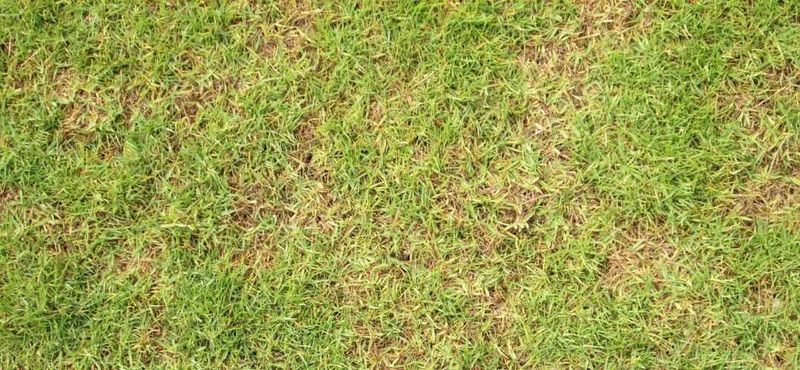 Short mowing can contribute to a thin, stressed lawn