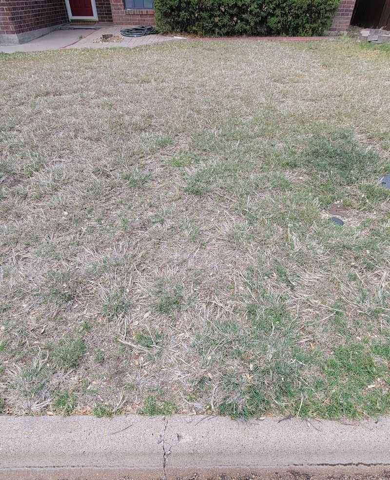 Short mowing can make turf less competitive