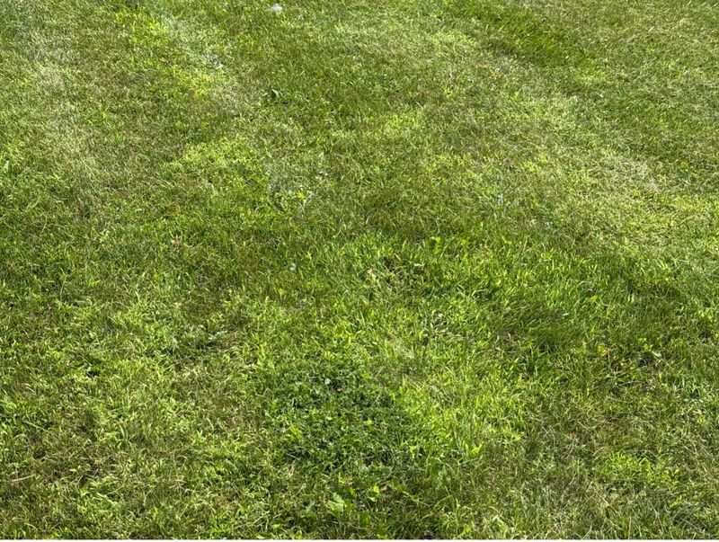 Short mowing leaves desirable turf with less competition