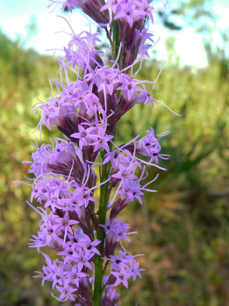 Shortleaf Blazing Star