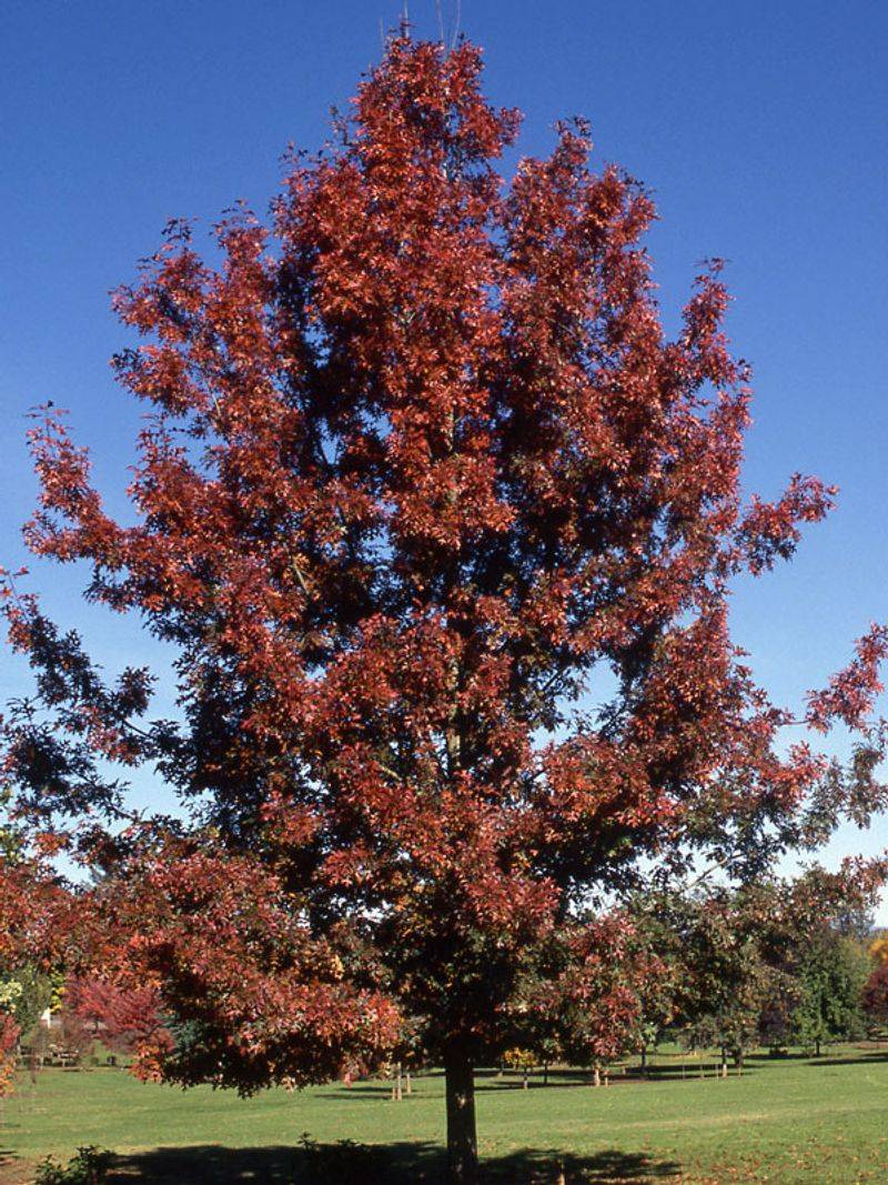 Shumard Oak