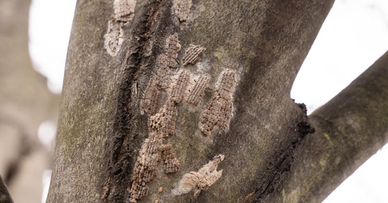 Signs that support a suspected infestation