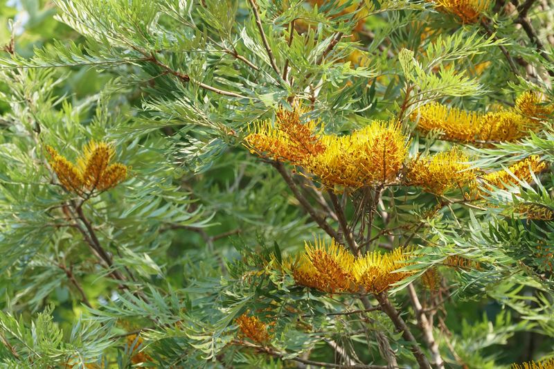 Silk Oak (Grevillea robusta) Silk Oak (Grevillea robusta)
