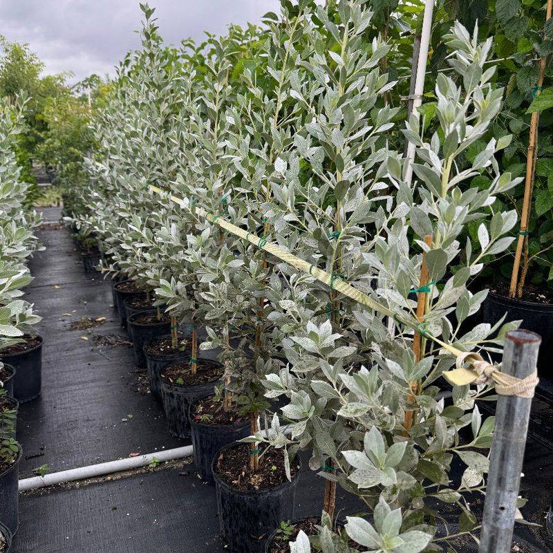 Silver Buttonwood Silver Buttonwood