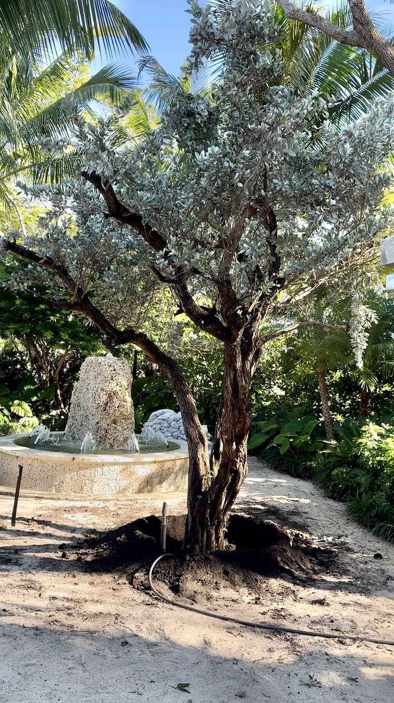 Silver Buttonwood
