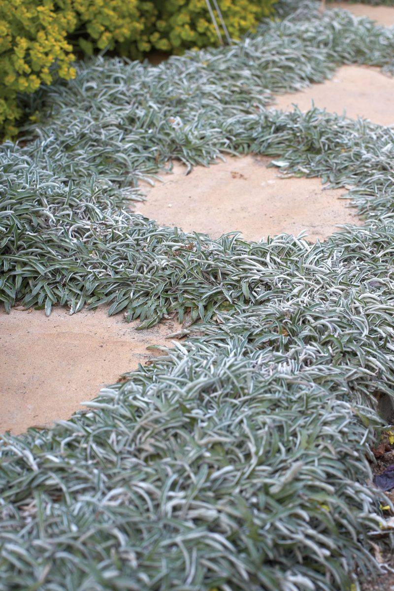 Silver Carpet (Dymondia margaretae)