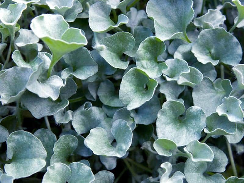Silver Ponyfoot Offers a Suitable Living Alternative for Some Texas Beds