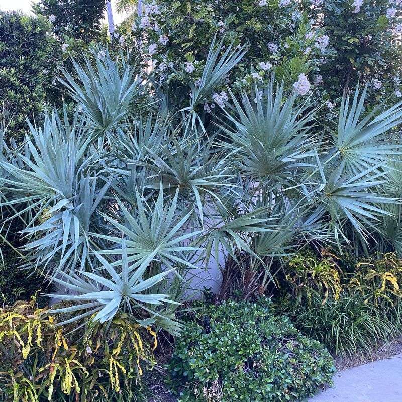 Silver Saw Palmetto