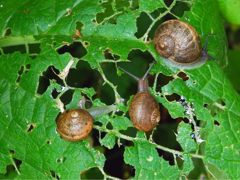 Silver trails strongly suggest mollusks, but they do not prove the diagnosis