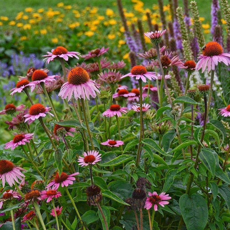 Site and regional conditions shape next summer's flowers