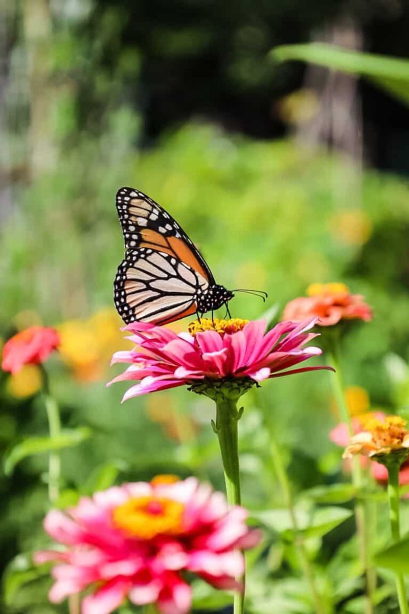 Site conditions can reduce butterfly activity around the flowers