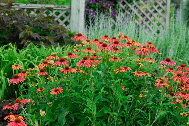 Site conditions determine how much flowering remains