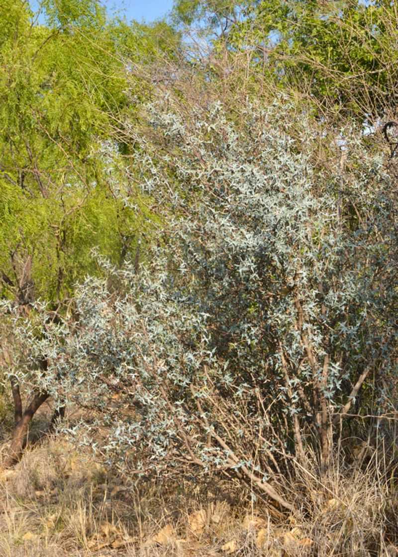 Site prickly shrubs away from paths and the house Site prickly shrubs away from paths and the house