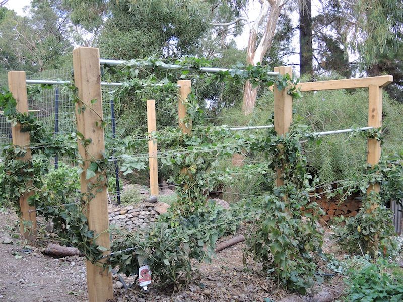 Skip These: Established Boysenberries and Sprawling Cane Berries