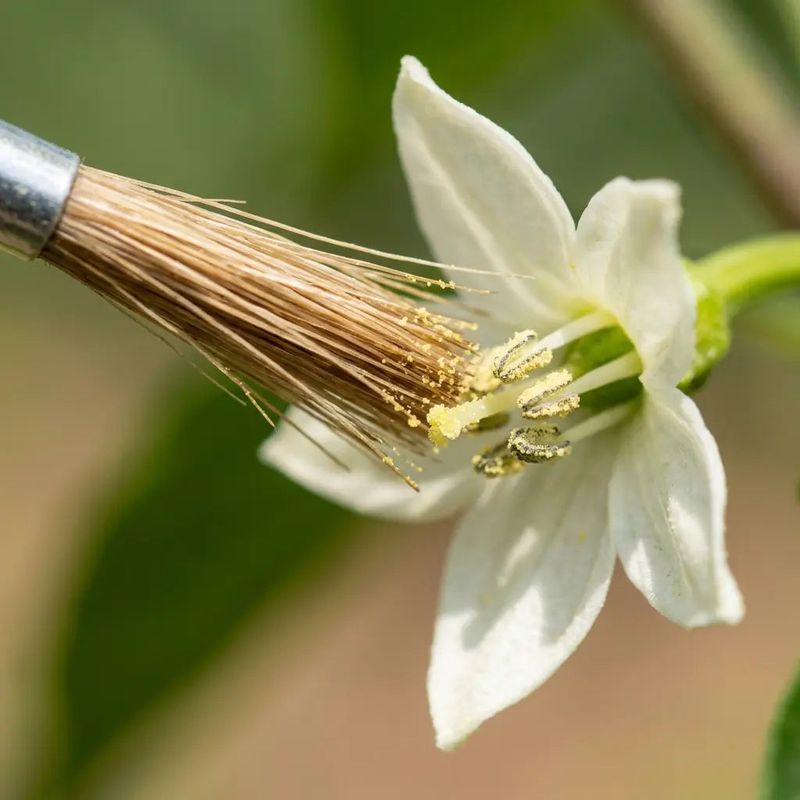 Skip guesswork fertilizer and use hand-pollination selectively