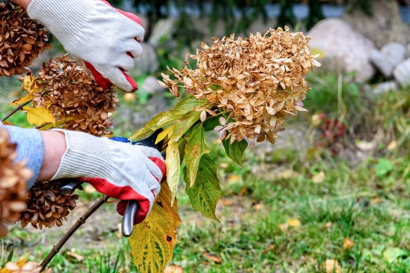 Skip hard fall pruning to protect next year’s early flowers
