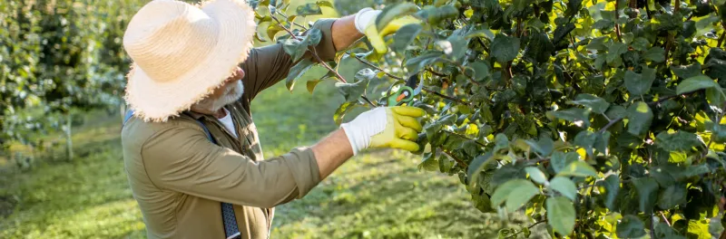 Skip panic fertilizer and hard pruning