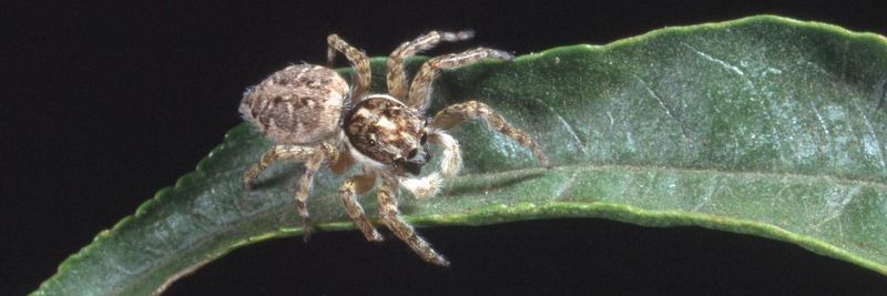 Skip pesticides for a passing outdoor spider Skip pesticides for a passing outdoor spider