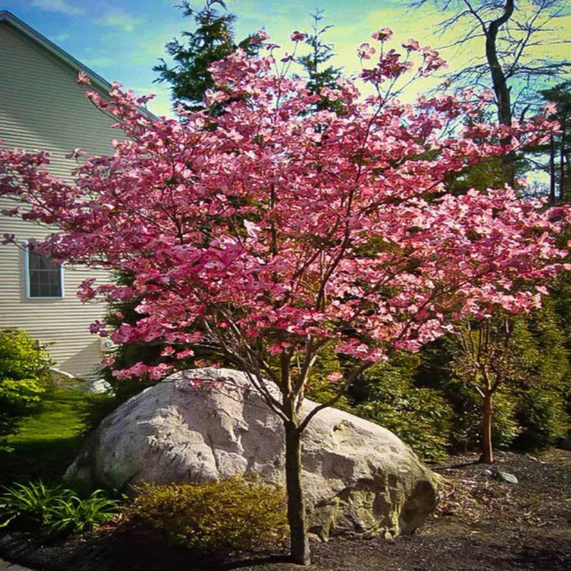 Skip routine pruning of healthy live branches Skip routine pruning of healthy live branches