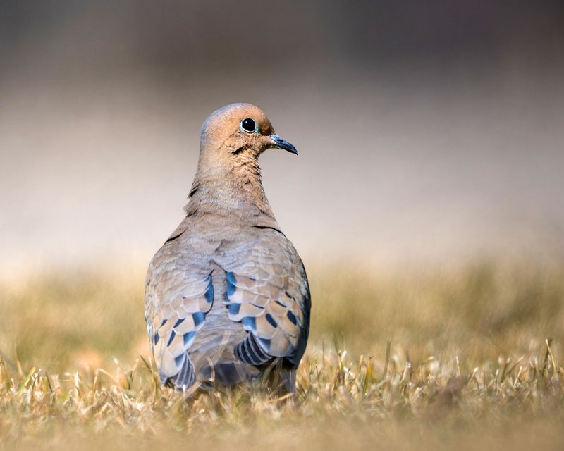 Skip the feeder shortcut and protect the habitat