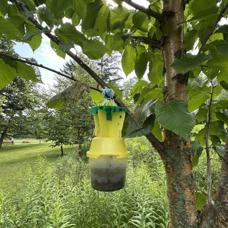 Skip traps and protect pollinators if treatment becomes necessary