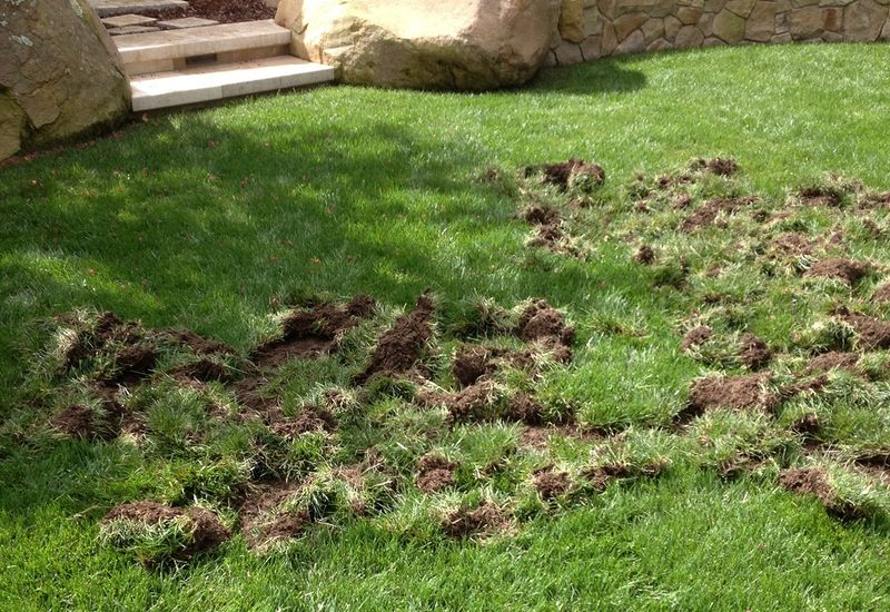 Skipping Grub Control on Your Lawn