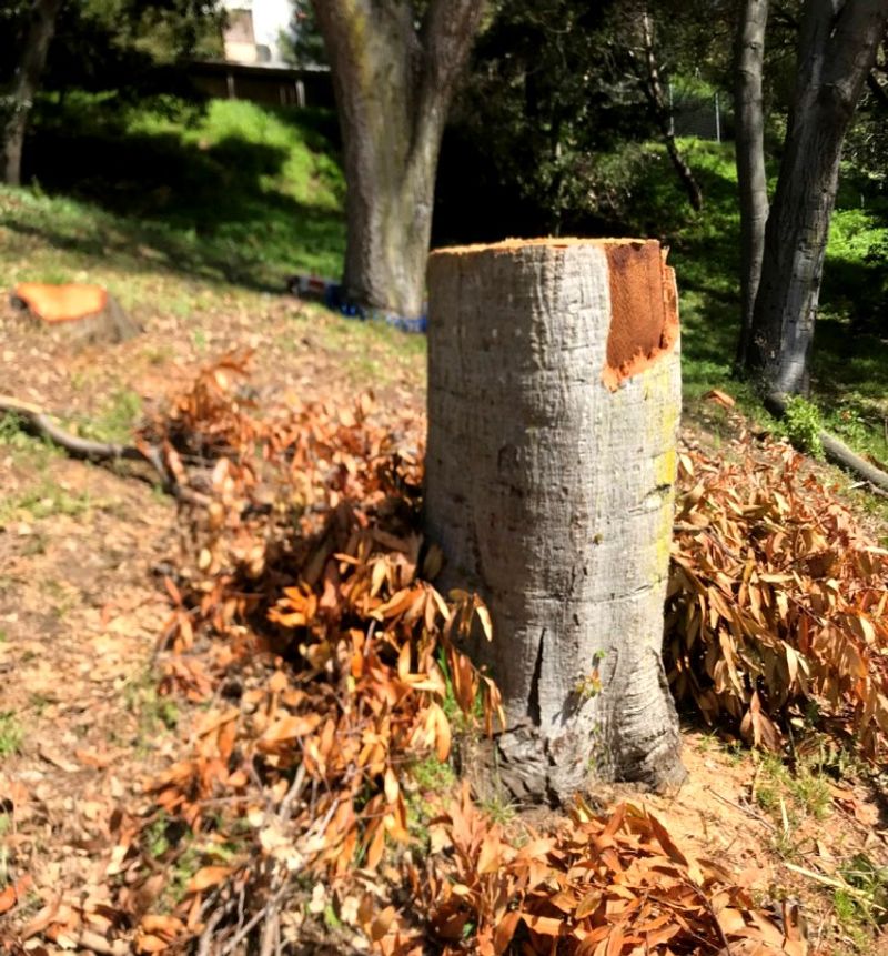 Skipping approval can leave a costly legal and tree-care problem