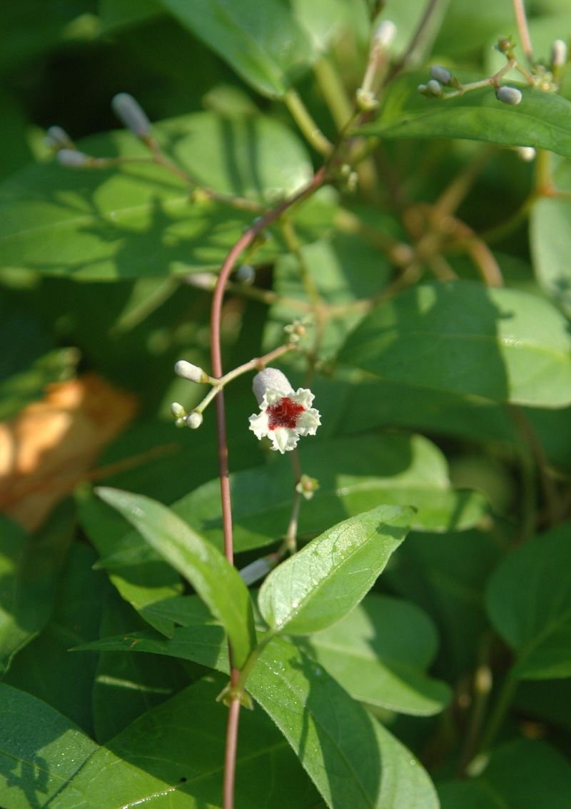 Skunk Vine
