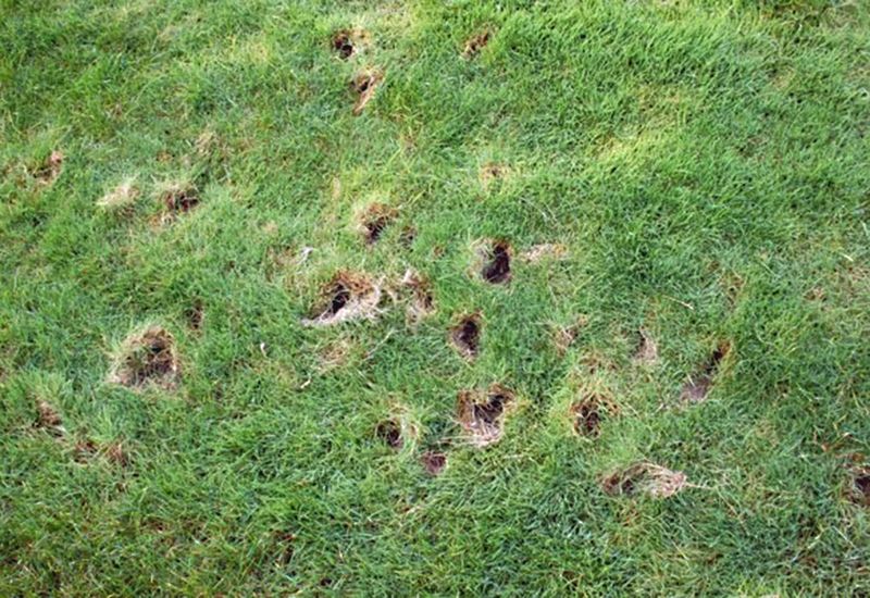 Skunks