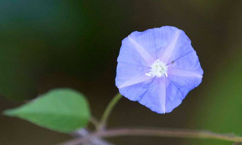 Skyblue Clustervine