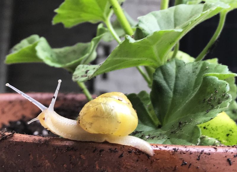 Slugs and Snails