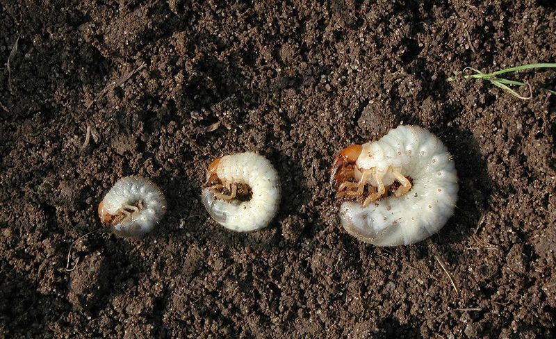 Small, Surface-Feeding Grubs May Be Treatable in September Small, Surface-Feeding Grubs May Be Treatable in September