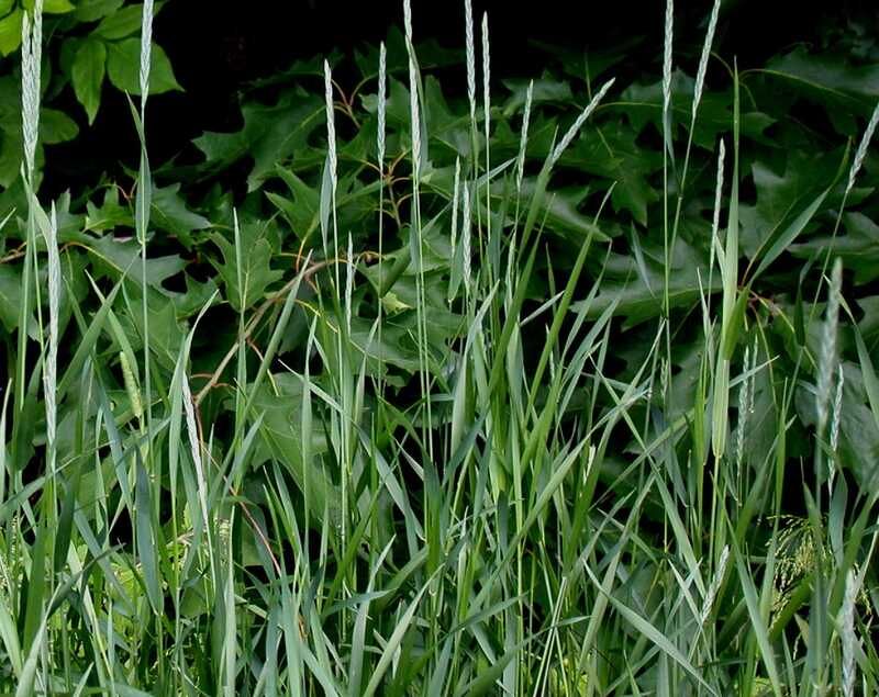 Small, Young Annual Weeds Offer the Narrowest Use Case