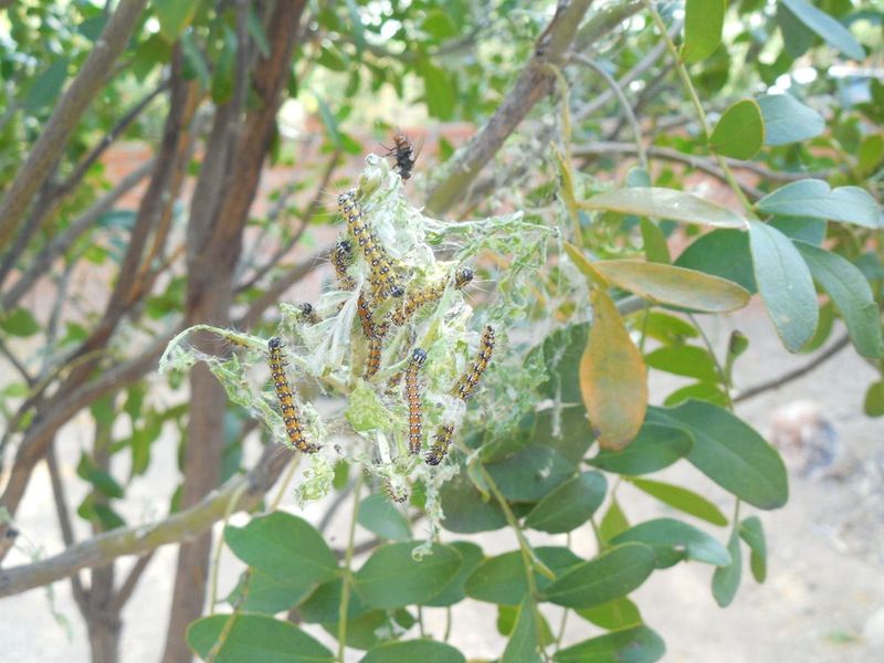 Small infestations usually need hands-on control