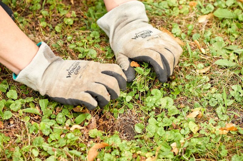 Small patches require removing the network, not just the leaves