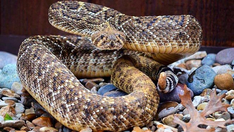 Small yard changes can reduce encounters