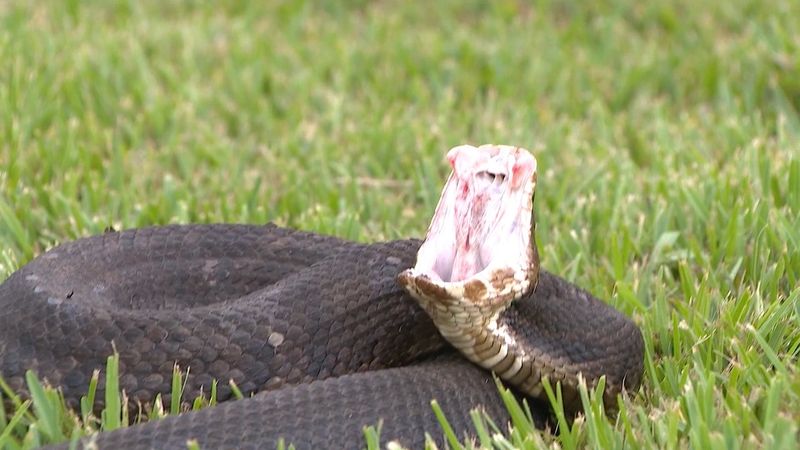 Snakes Snakes