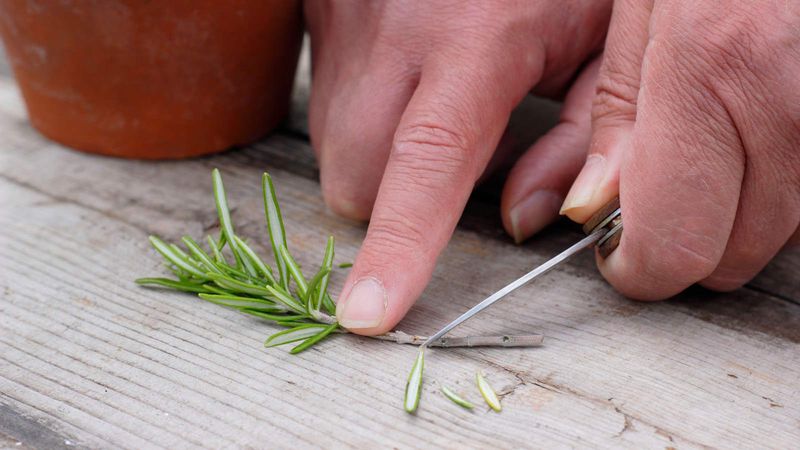 Snipping Cuttings the Smart Way