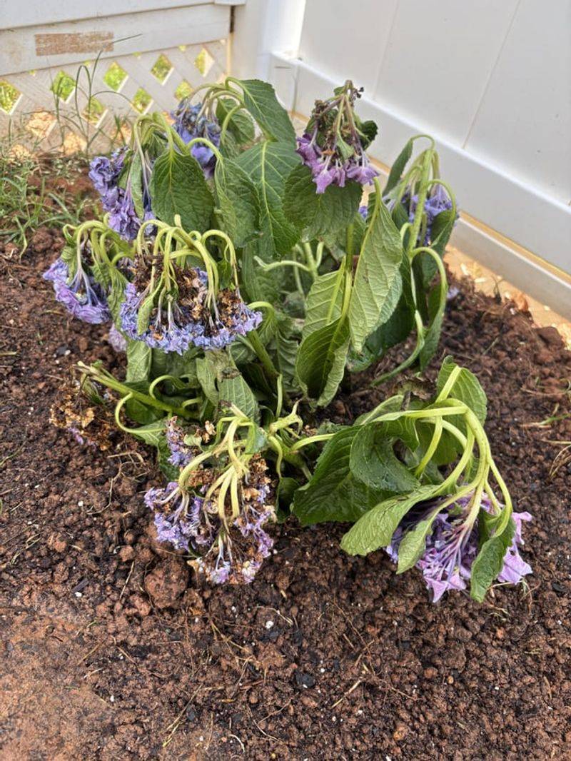 Soggy soil can cause the same wilt you are trying to fix