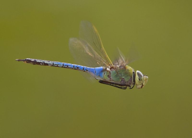 Some dragonflies migrate through fall, but yard visits vary Some dragonflies migrate through fall, but yard visits vary