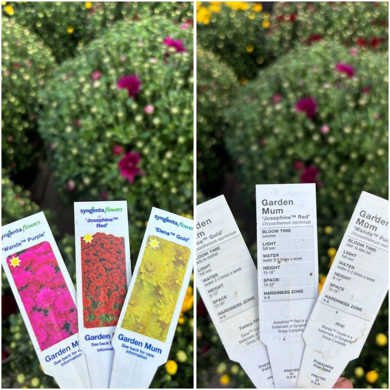 Some fall mums can return, but the label matters