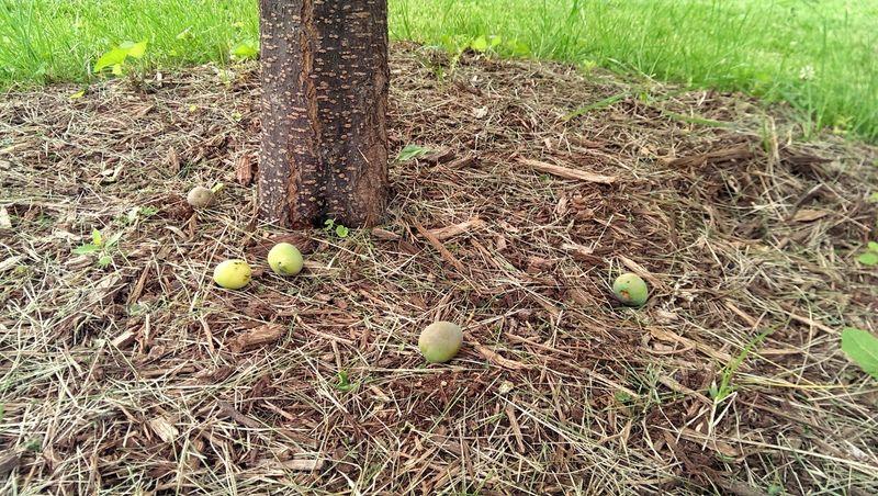 Some fruit drop is part of the season